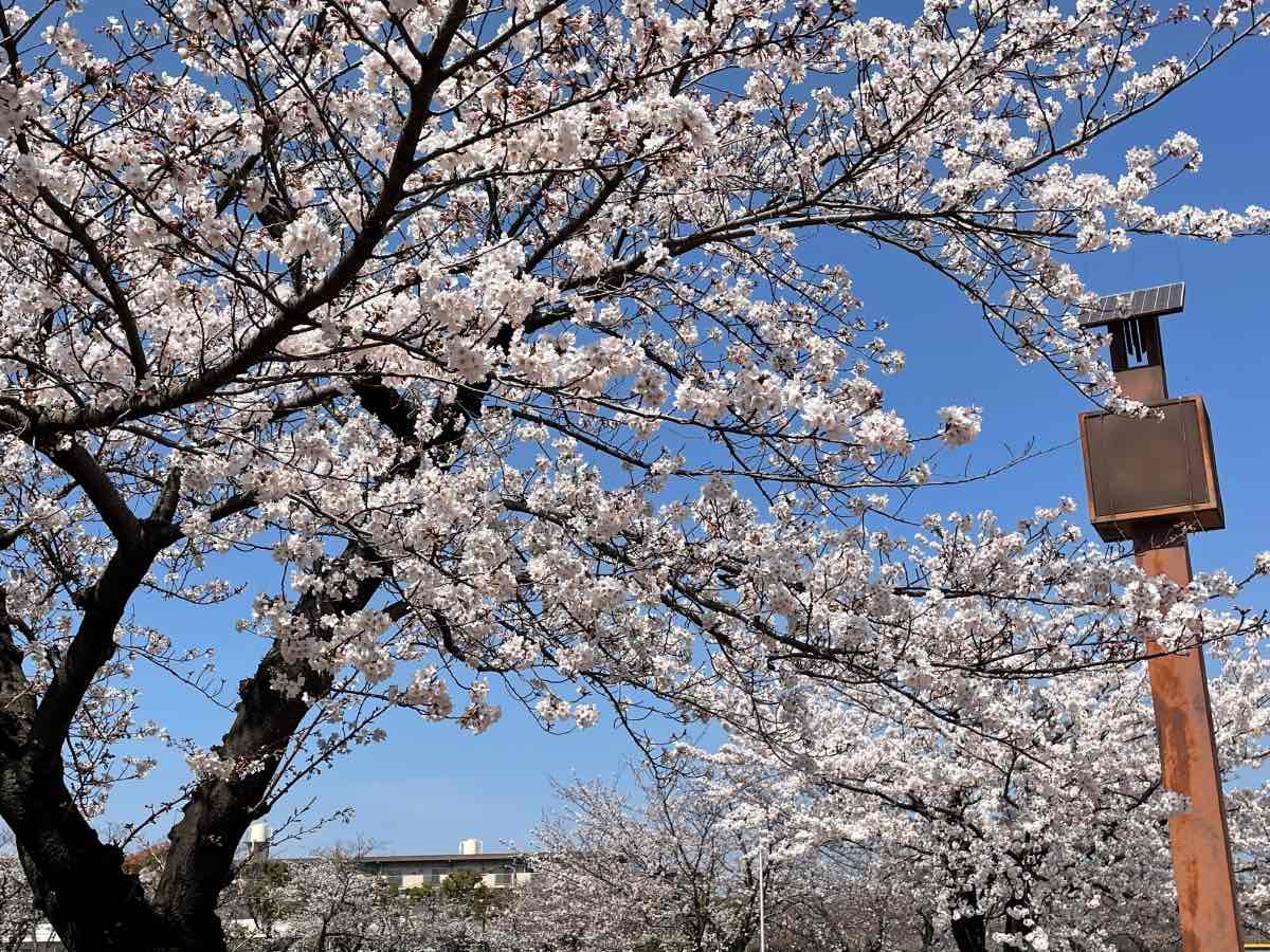 平和市民公園 桜