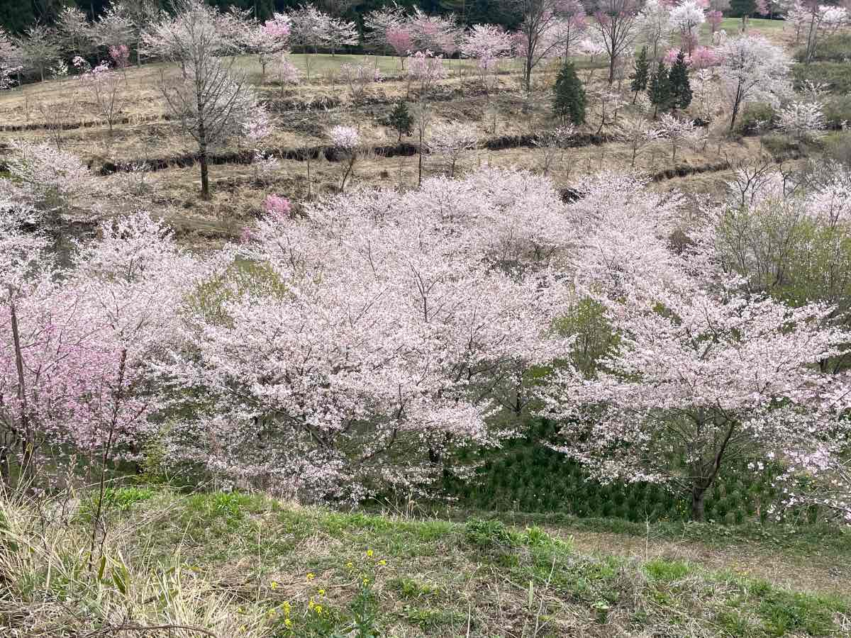 長湯温泉しだれ桜の里 上から見た景色